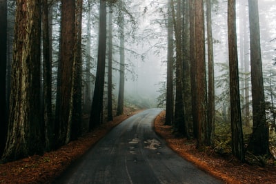 树木环绕的空旷蜿蜒道路景观摄影